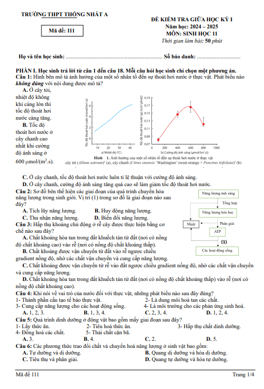 Đề giữa kì 1 Sinh học 11 năm 2024 – 2025 trường THPT Thống Nhất A – Đồng Nai